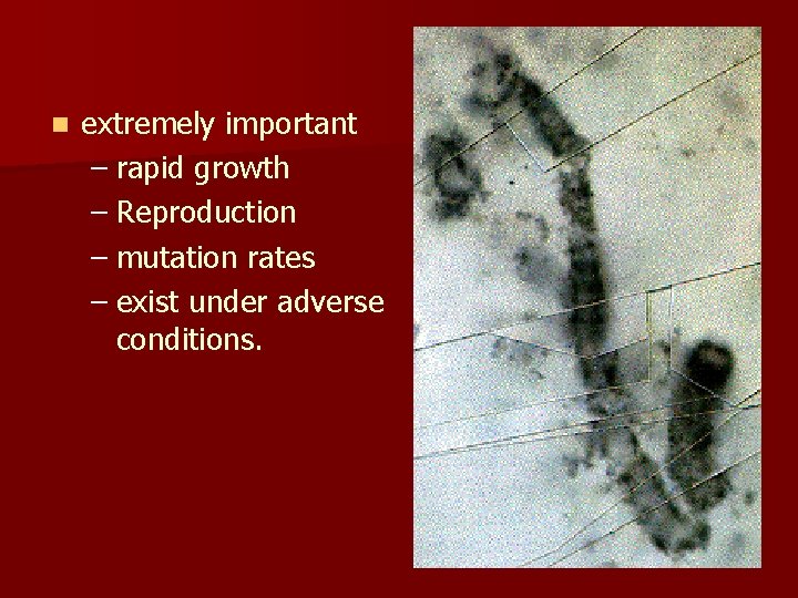 n extremely important – rapid growth – Reproduction – mutation rates – exist under