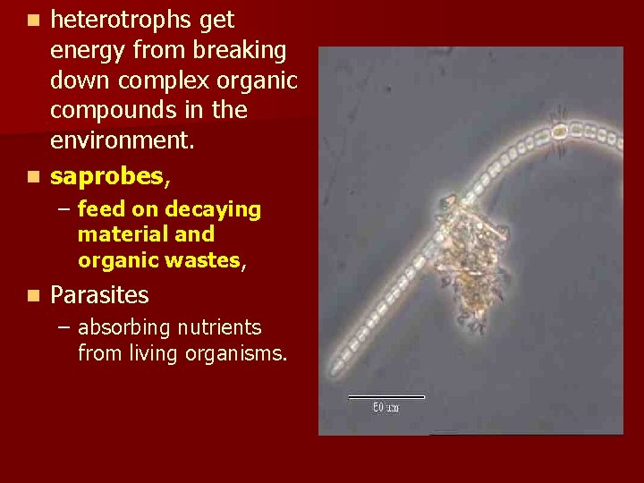 heterotrophs get energy from breaking down complex organic compounds in the environment. n saprobes,