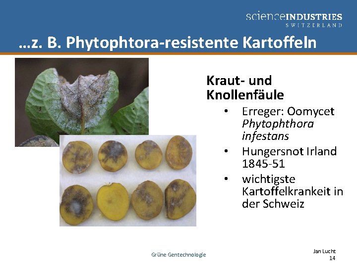 …z. B. Phytophtora-resistente Kartoffeln Kraut- und Knollenfäule • • • Grüne Gentechnologie Erreger: Oomycet