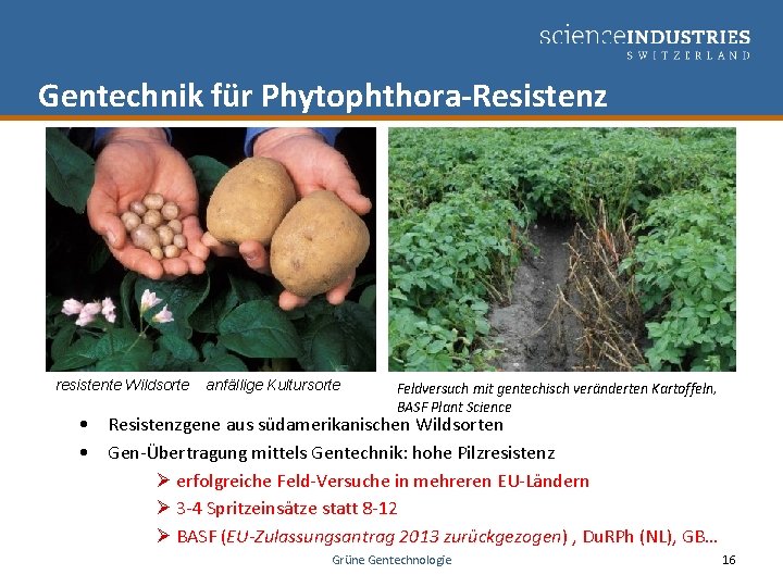 Gentechnik für Phytophthora-Resistenz resistente Wildsorte anfällige Kultursorte Feldversuch mit gentechisch veränderten Kartoffeln, BASF Plant