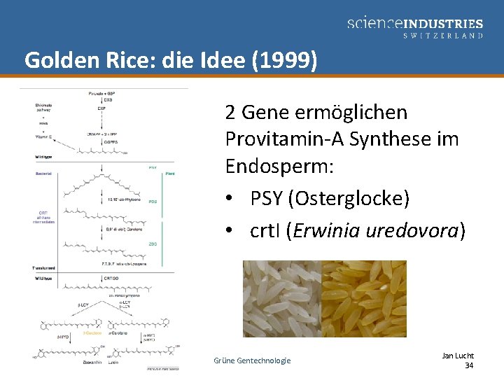 Golden Rice: die Idee (1999) 2 Gene ermöglichen Provitamin-A Synthese im Endosperm: • PSY