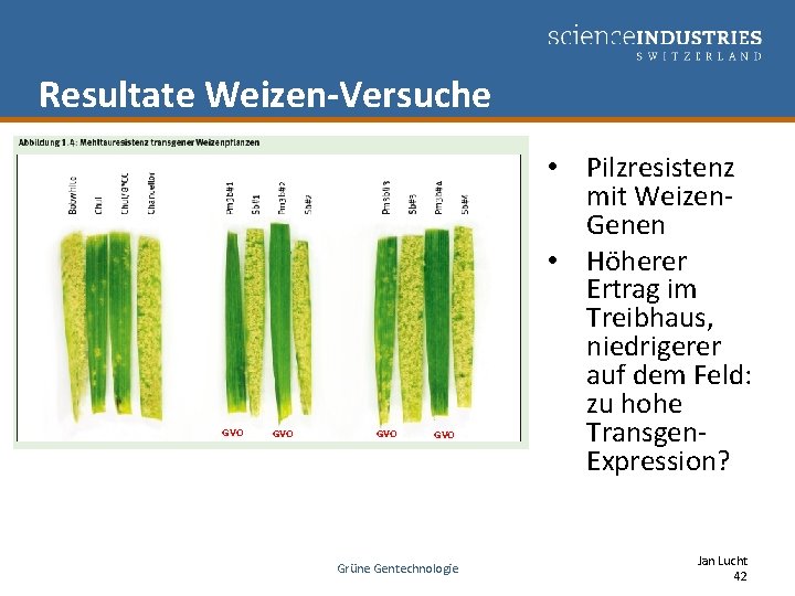 Resultate Weizen-Versuche GVO GVO Grüne Gentechnologie • Pilzresistenz mit Weizen. Genen • Höherer Ertrag