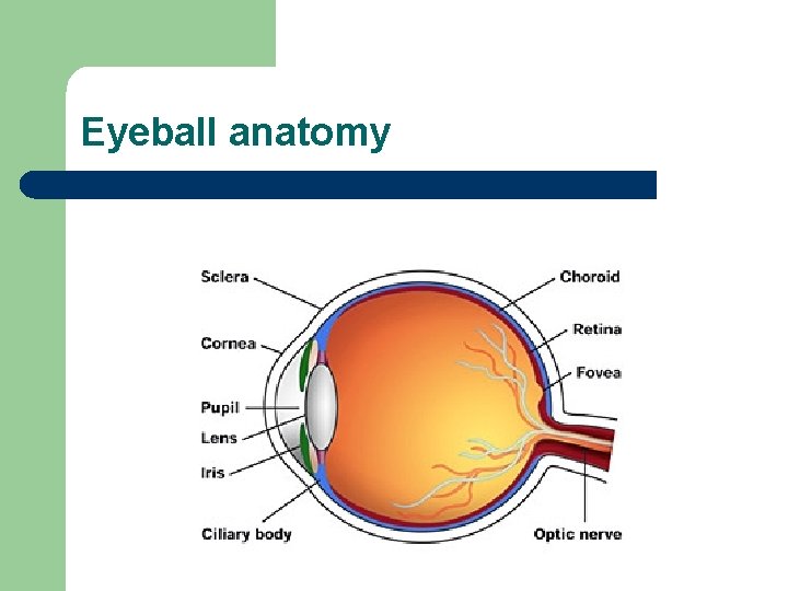 Eyeball anatomy 