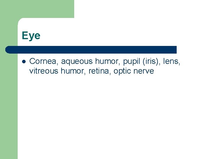 Eye l Cornea, aqueous humor, pupil (iris), lens, vitreous humor, retina, optic nerve 