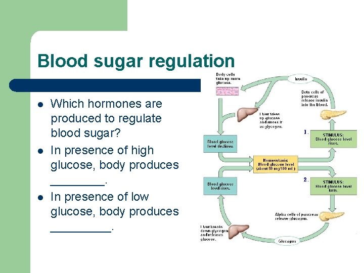 Blood sugar regulation l l l Which hormones are produced to regulate blood sugar?