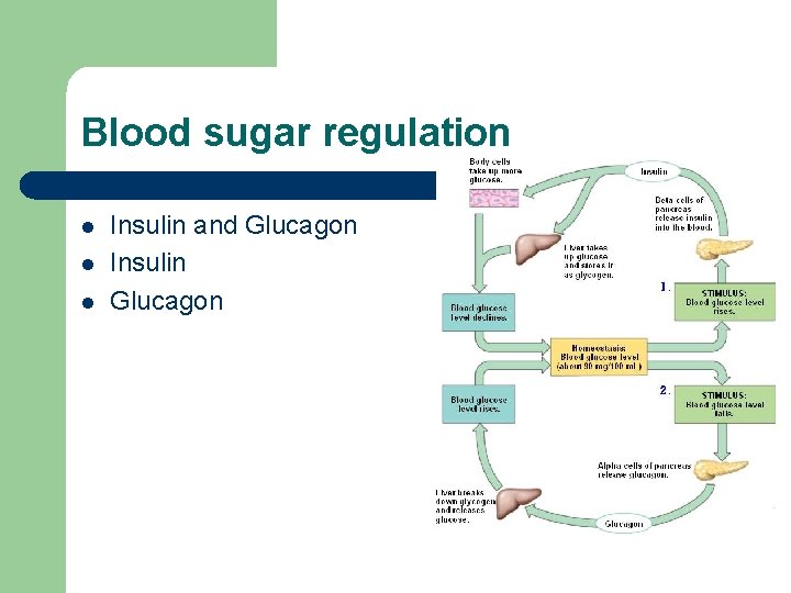 Blood sugar regulation l l l Insulin and Glucagon Insulin Glucagon 