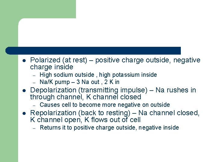 l Polarized (at rest) – positive charge outside, negative charge inside – – l