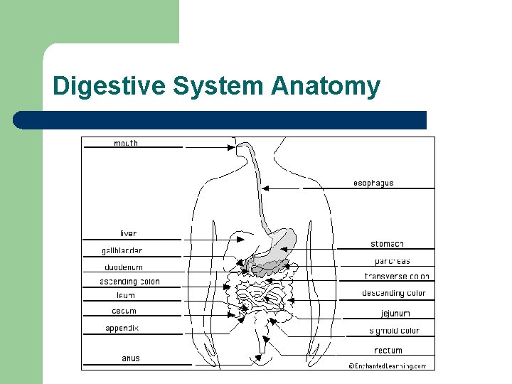 Digestive System Anatomy 