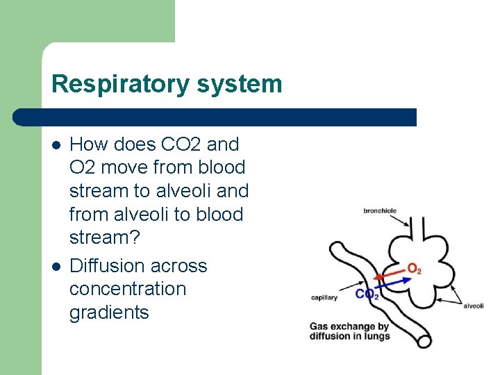 Respiratory system l l How does CO 2 and O 2 move from blood