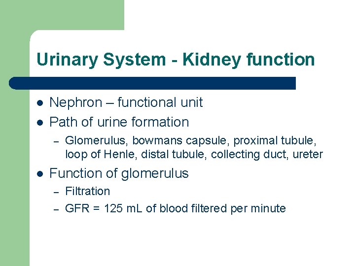 Urinary System - Kidney function l l Nephron – functional unit Path of urine