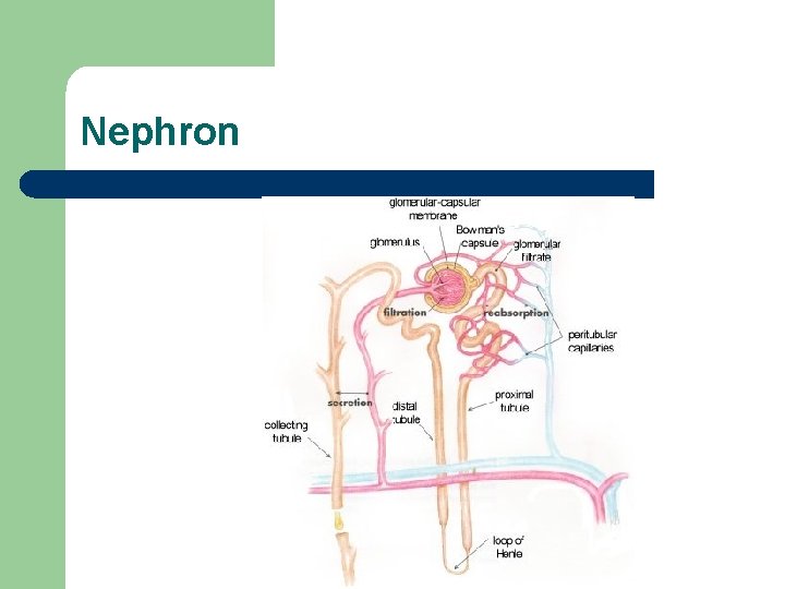 Nephron 