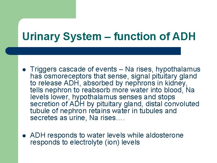 Urinary System – function of ADH l Triggers cascade of events – Na rises,