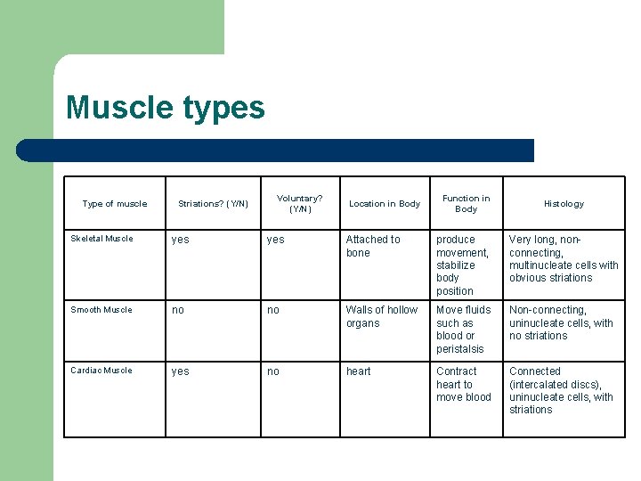 Muscle types Type of muscle Striations? (Y/N) Voluntary? (Y/N) Location in Body Function in