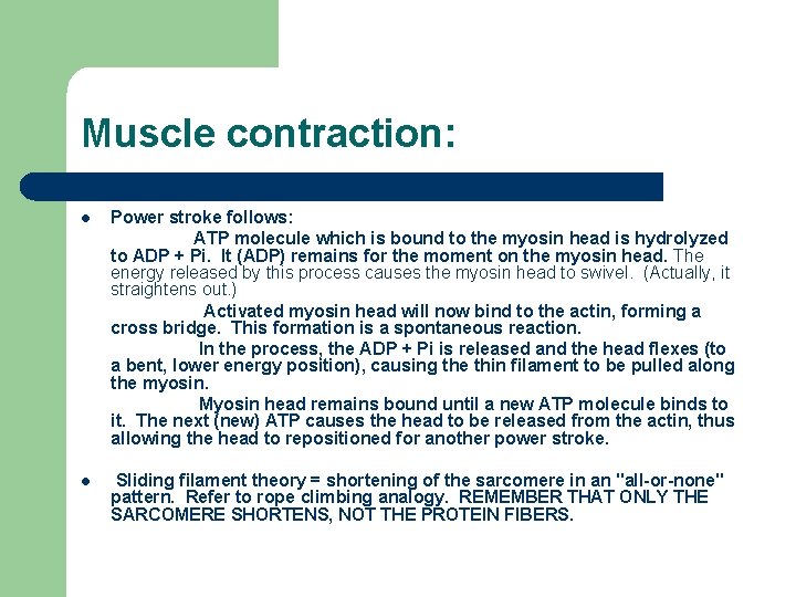 Muscle contraction: Power stroke follows: ATP molecule which is bound to the myosin head