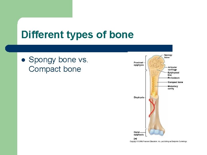 Different types of bone l Spongy bone vs. Compact bone 
