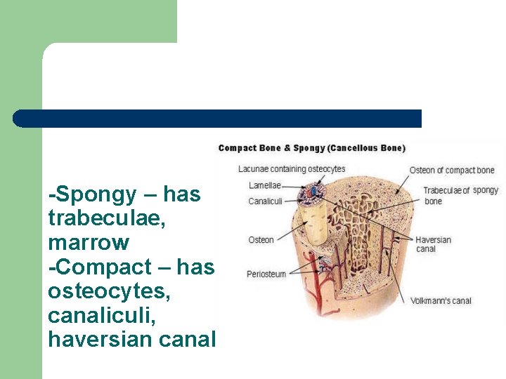 -Spongy – has trabeculae, marrow -Compact – has osteocytes, canaliculi, haversian canal 
