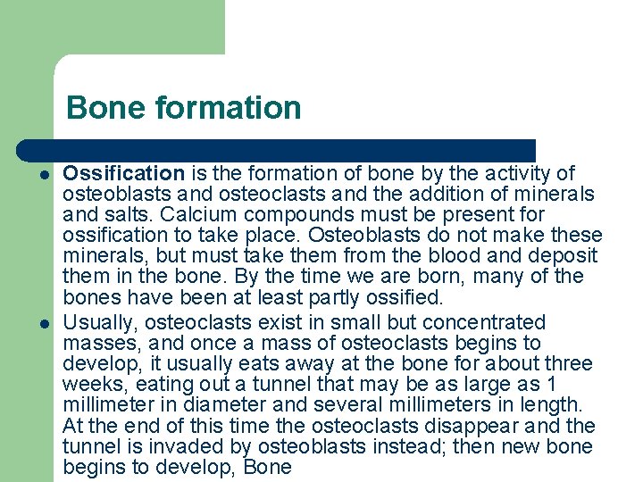 Bone formation l l Ossification is the formation of bone by the activity of