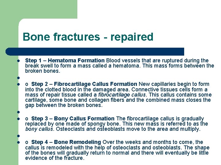 Bone fractures - repaired l l l l Step 1 – Hematoma Formation Blood