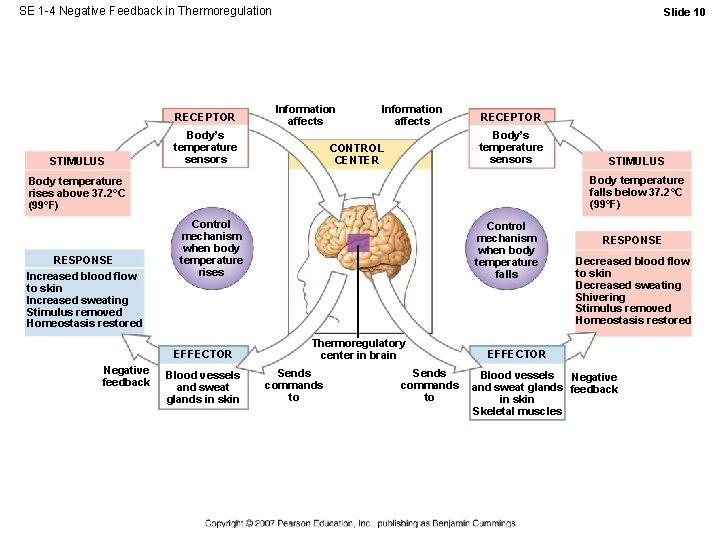 SE 1 -4 Negative Feedback in Thermoregulation RECEPTOR STIMULUS Slide 10 Information affects Body’s SE 1 -4 Negative Feedback in Thermoregulation RECEPTOR STIMULUS Slide 10 Information affects Body’s