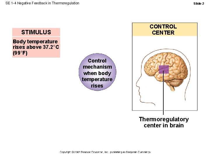 SE 1 -4 Negative Feedback in Thermoregulation Slide 2 CONTROL CENTER STIMULUS Body temperature SE 1 -4 Negative Feedback in Thermoregulation Slide 2 CONTROL CENTER STIMULUS Body temperature