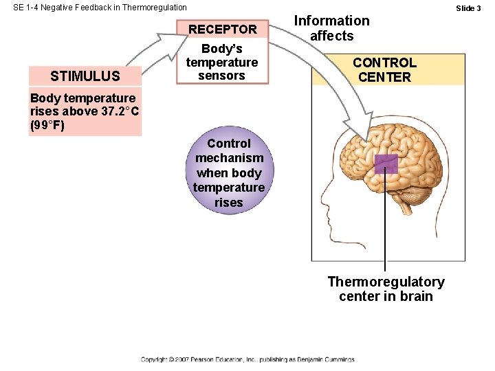 SE 1 -4 Negative Feedback in Thermoregulation Slide 3 RECEPTOR STIMULUS Body’s temperature sensors SE 1 -4 Negative Feedback in Thermoregulation Slide 3 RECEPTOR STIMULUS Body’s temperature sensors