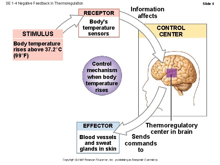 SE 1 -4 Negative Feedback in Thermoregulation Slide 4 RECEPTOR STIMULUS Body’s temperature sensors SE 1 -4 Negative Feedback in Thermoregulation Slide 4 RECEPTOR STIMULUS Body’s temperature sensors