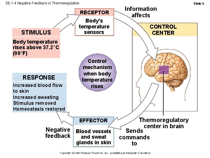 SE 1 -4 Negative Feedback in Thermoregulation Slide 5 RECEPTOR STIMULUS Body’s temperature sensors SE 1 -4 Negative Feedback in Thermoregulation Slide 5 RECEPTOR STIMULUS Body’s temperature sensors