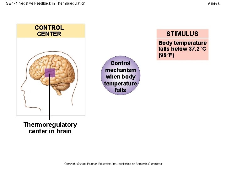 SE 1 -4 Negative Feedback in Thermoregulation Slide 6 CONTROL CENTER STIMULUS Body temperature SE 1 -4 Negative Feedback in Thermoregulation Slide 6 CONTROL CENTER STIMULUS Body temperature