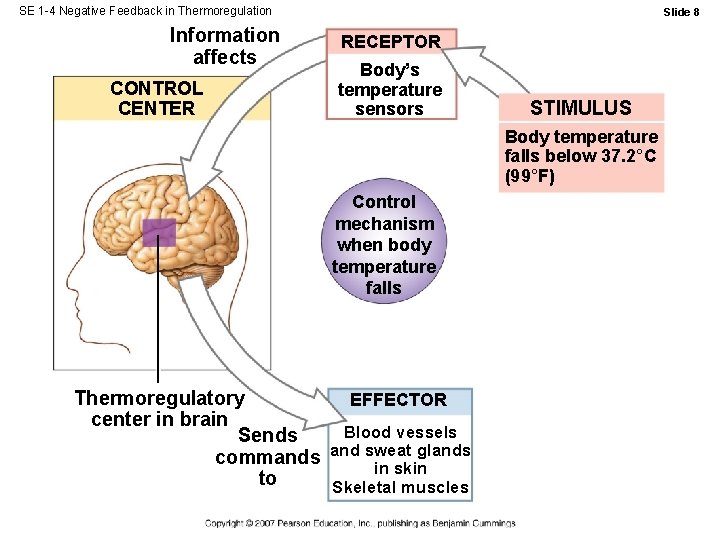 SE 1 -4 Negative Feedback in Thermoregulation Information affects CONTROL CENTER Slide 8 RECEPTOR SE 1 -4 Negative Feedback in Thermoregulation Information affects CONTROL CENTER Slide 8 RECEPTOR
