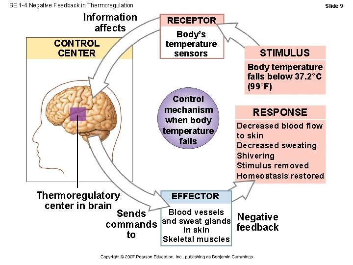 SE 1 -4 Negative Feedback in Thermoregulation Information affects CONTROL CENTER Slide 9 RECEPTOR SE 1 -4 Negative Feedback in Thermoregulation Information affects CONTROL CENTER Slide 9 RECEPTOR
