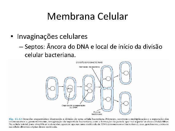Membrana Celular • Invaginações celulares – Septos: ncora do DNA e local de início