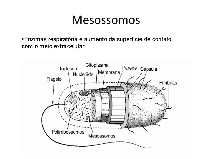 Mesossomos • Enzimas respiratória e aumento da superfície de contato com o meio extracelular