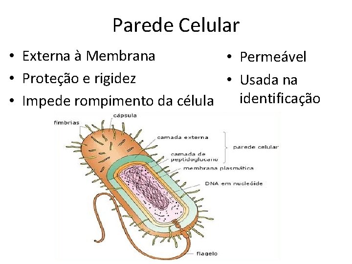 Parede Celular • Externa à Membrana • Permeável • Proteção e rigidez • Usada