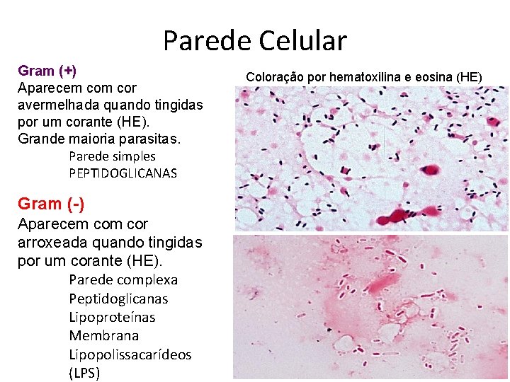 Parede Celular Gram (+) Aparecem cor avermelhada quando tingidas por um corante (HE). Grande