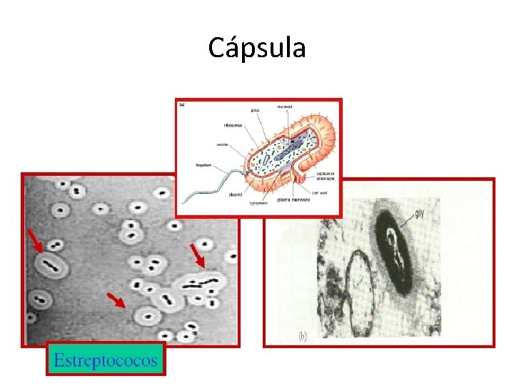 Cápsula 