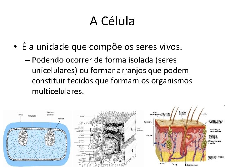 A Célula • É a unidade que compõe os seres vivos. – Podendo ocorrer