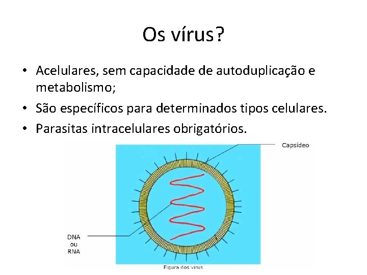 Os vírus? • Acelulares, sem capacidade de autoduplicação e metabolismo; • São específicos para