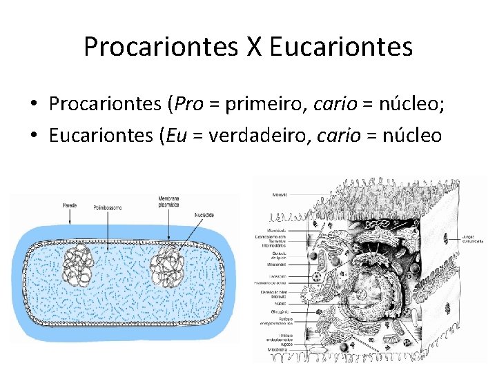 Procariontes X Eucariontes • Procariontes (Pro = primeiro, cario = núcleo; • Eucariontes (Eu