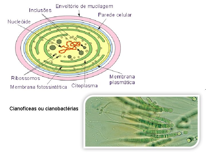 Cianofíceas ou cianobactérias 