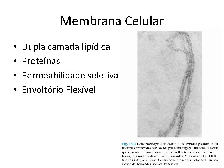 Membrana Celular • • Dupla camada lipídica Proteínas Permeabilidade seletiva Envoltório Flexível 