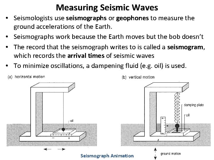 Measuring Seismic Waves • Seismologists use seismographs or geophones to measure the ground accelerations