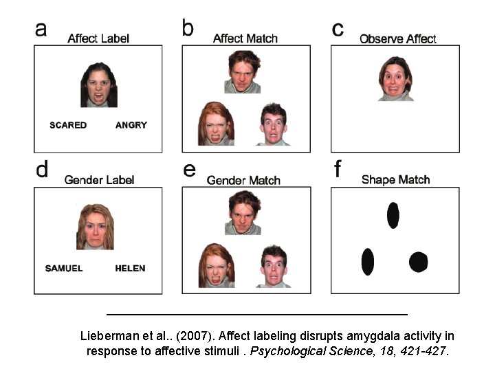 Lieberman et al. . (2007). Affect labeling disrupts amygdala activity in response to affective