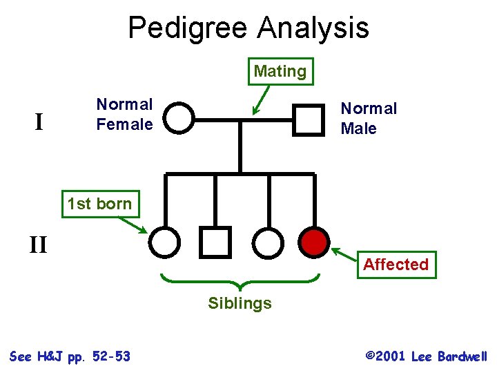 Pedigree Analysis Mating I Normal Female Normal Male 1 st born II Affected Siblings