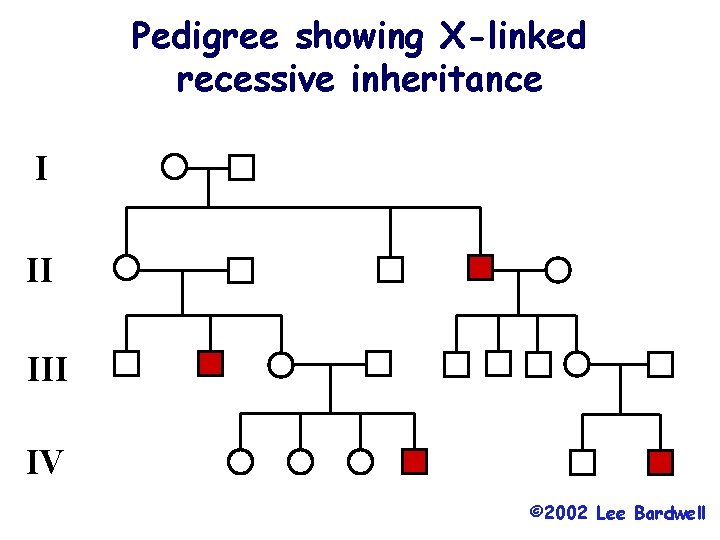 Pedigree showing X-linked recessive inheritance I II IV © 2002 Lee Bardwell 