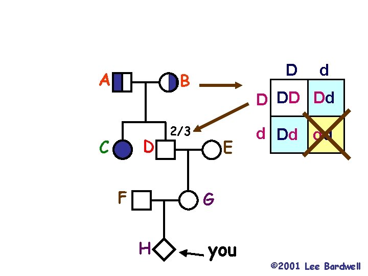 A D B D C F d D DD Dd 2/3 E d Dd