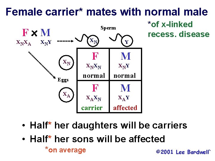Female carrier* mates with normal male Fx. M XNXA *of x-linked recess. disease Sperm