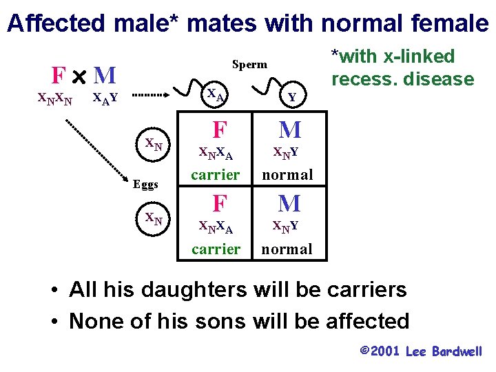 Affected male* mates with normal female Fx. M XNXN *with x-linked recess. disease Sperm