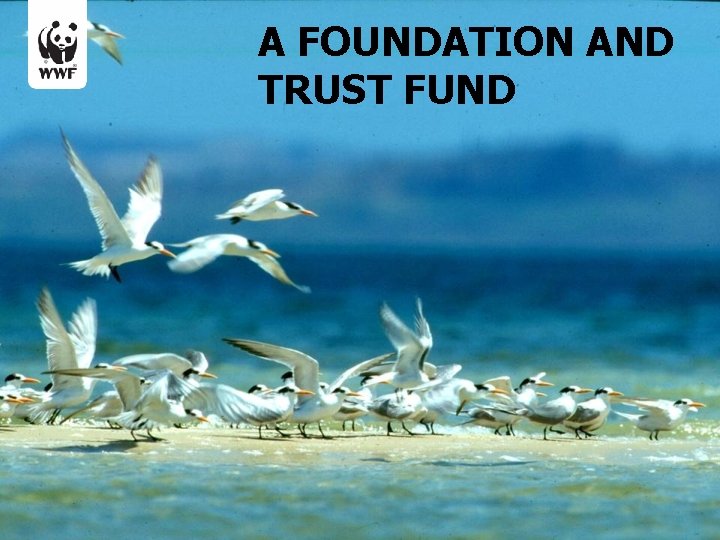 A FOUNDATION AND TRUST FUND 
