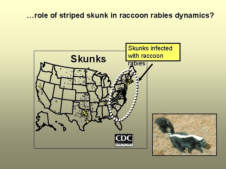 …role of striped skunk in raccoon rabies dynamics? Skunks infected with raccoon rabies 