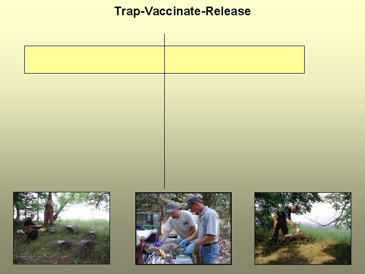 Trap-Vaccinate-Release 